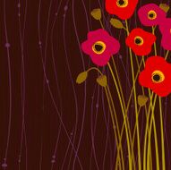 poppy flowers N8