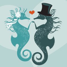 Seahorses getting married