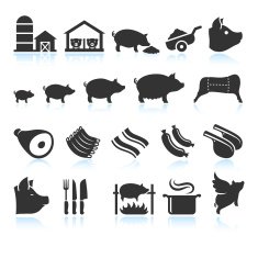 Farm Pig Live Cycle and Food Preparation Set N2