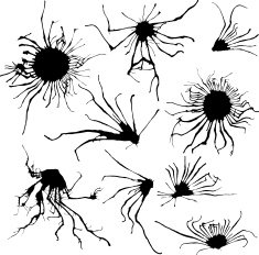 stains catalogue I