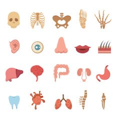 Human Anatomy Icons N3