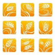 Wheat N28