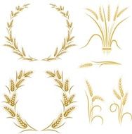 Wheat N29