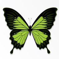 The Butterfly N2