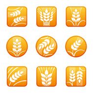 Wheat N31