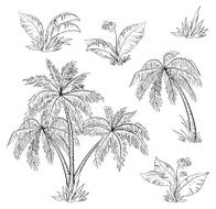 Palm trees flowers and grass contours