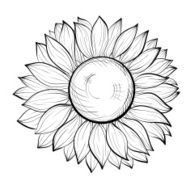 beautiful black and white sunflower isolated on background N2
