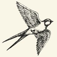 Vector drawing of a series "Birds" Swallow