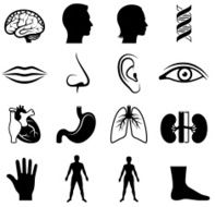 human anatomy and senses black & white vector icon set