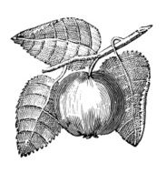 AppleTree Branch with Fruits
