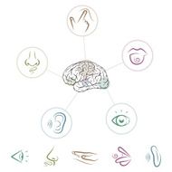 Five Senses N14