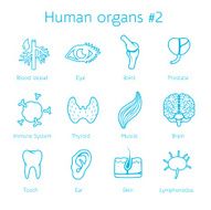 Vector set of contour icons with human organs N2