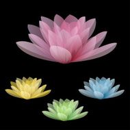 Lotus flowers isolated on a black background