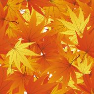 Seamless Maple Leaves N3