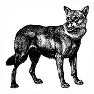 Wolf N33
