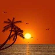 Tropical sunset N29