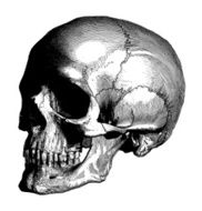 Human Skull N14