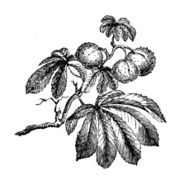 Chestnut Tree Branch with Fruits