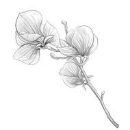 black and white twig blossoming magnolia tree N2