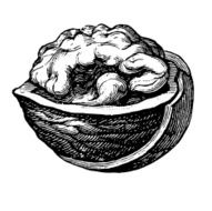 walnut N6