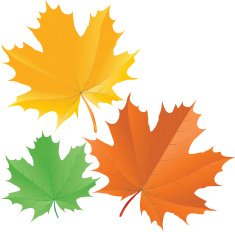 maple leaves N27