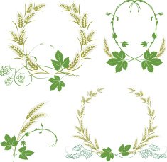 Hop and barley