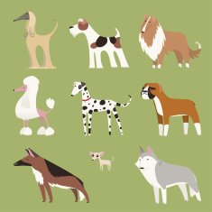 Pure breed dog exhibition canine puppy whelp pet collection