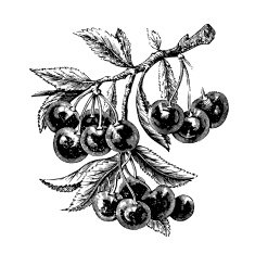 Cherry Tree Branch with Fruits