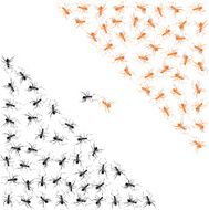 Ants N7