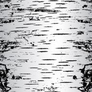 bark of birch in the cracks texture