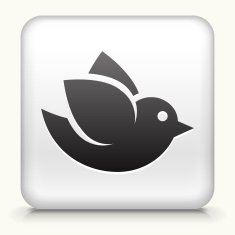 Square Button with Bird