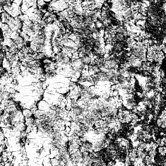 bark of birch in the cracks texture Vector illustration