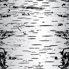 bark of birch in the cracks texture