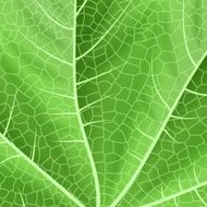 Green leaf texture