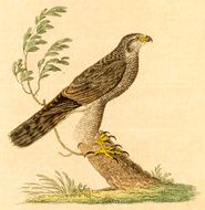 Antique engraving of a falcon
