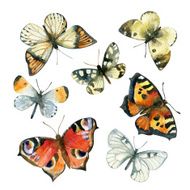 Watercolor butterfly set N2