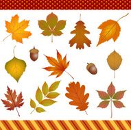 Autumn leaves digital clipart N2