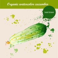 Vector watercolor hand drawn fresh organic cucumber with drops