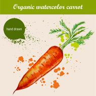 Vector watercolor hand drawn carrot with leaves and drops