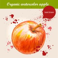 Vector watercolor hand drawn ripe red apple with drops