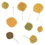 Autumn birch Betula aspen or Populus tremula leaves