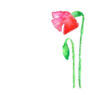 Watercolor poppy isolated on white