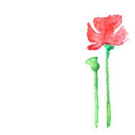 Watercolor poppy isolated on white N2