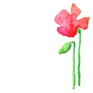 Watercolor poppy isolated on white N3