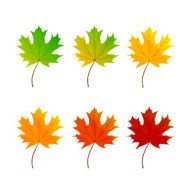Set of maple leaf N2
