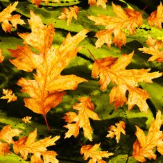 Seamless texture with colored watercolor maple leaves N7