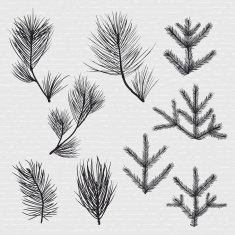 Conifer branches N2