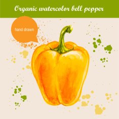 Vector watercolor hand drawn yellow bell pepper with drops