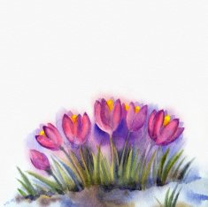Watercolor background of early spring flowers Crocus