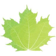 Vector drawing of autumn maple leaves Green leaf N2
